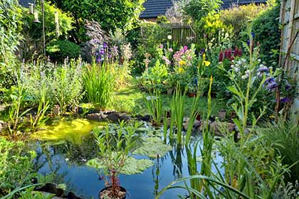 My Garden