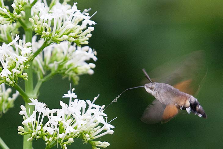 Creatures in my Garden