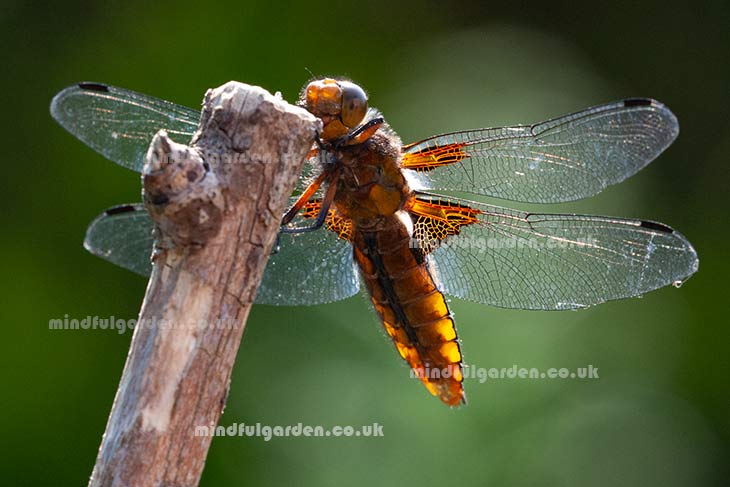 broad bodied chaser, dragonfly