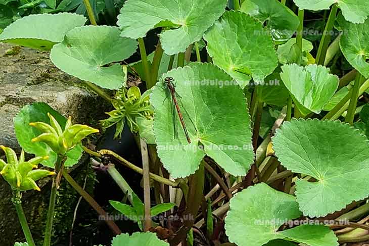 large red damselfly