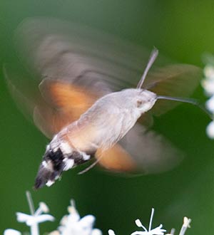 Creatures in my Garden